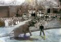 昭和18年2月　水前寺動物園の人気者・象のエリー。父太郎が飼育、調教。私