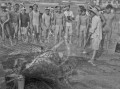 ２６年ぶりに復活した富岡フカ狩り　網にかかった獲物＝富岡町