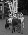 藤崎宮祭参加するポニー＝熊本市水前寺の熊本動物園
