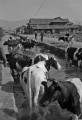 水ぬるむ　牛の水浴＝八代市昭和町