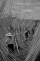 輸出用釣竿作り　ずらり並んだ釣竿の乾燥＝人吉市南泉田町