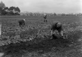 「戸惑う近郊農業」　農作業をする高齢者と婦人＝熊本市秋津町