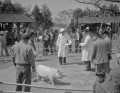 養豚飼育管理品評会＝菊池郡大津町の大津家畜市場