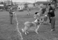 コリー犬のコンクール＝熊本市内