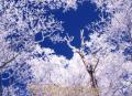 樹氷・向坂山＝熊本県と宮崎県の県境。広葉樹の森が広がる向霧立山系。冬は見