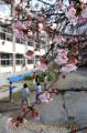 健軍小学校の学舎にも春　五分咲き程度になり、見ごろを迎えた校庭のヒガンザクラ＝熊本市健軍２丁目