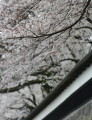 満開のソメイヨシノが熊本城の長塀からあふれるように咲いていた