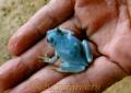 玉名市で見つかった珍しい青色のアマガエル