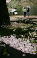 風雨で散ったソメイヨシノの花びら＝５日午前、熊本城不開門下