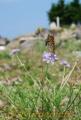 山頂に咲いたマツムシソウ。青紫色の花が秋風に揺れている＝小国町扇山山頂