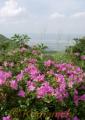 風に揺れるススキの横で季節外れの花を咲かせているミヤマキリシマ＝阿蘇市