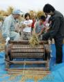 アジア・アフリカ支援米の稲を足踏み脱穀機にかける古町小の児童＝熊本市