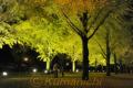 ライトアップが始まった県庁プロムナードのイチョウ並木＝１日夜、熊本市