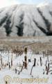 阿蘇山上で雪。雪が積もった原野に生えるツクシ。後方は杵島岳＝２６日午前８時半ごろ