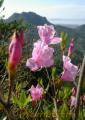 有明海を見下ろす鋸嶽山頂付近で開花したアマクサミツバツツジ