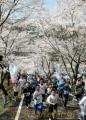 「日本一桜の里健康マラソン大会」＝水上村