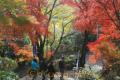 色づくモミジやイチョウ・味取観音紅葉まつり＝熊本市北区植木町