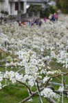 純白の花を咲かせたナシの花＝荒尾市