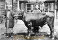 大正5年　南小国村に導入した改良和牛　※写真集・熊本１００年より