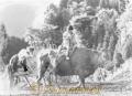 昭和10年代　畑作業の牛に乗る子ども　※写真集・熊本１００年より