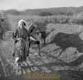 　牛を引く農婦。鹿児島県内　（楠田宗光氏撮影）