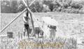 干ばつに苦労する農家　※写真集・熊本１００年より