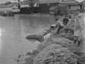 06６・２６熊本大水害　溺死した馬を引き上げる住民＝飽託郡小島町