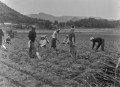 戦時中から続く一町田青年団の農作業奉仕　麦刈りをする青年団員