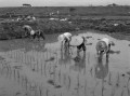01６・２６熊本大水害　排土が終わった水田での田植え＝上益城郡福田村