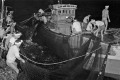 大漁続くイワシ漁巾着網にかかったイワシを母船に引き上げる漁師