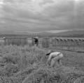 菊池米の収穫作業　稲の掛干しをする農民＝菊池郡迫間村