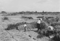 稲刈り　収穫は水害の影響で平年の７割＝鹿本郡中富村