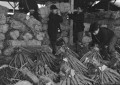正月用ゴボウの出荷＝熊本市新町の野菜市場