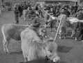 畜産祭り　セリに出される子牛と買い主＝上益城地方