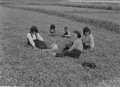 レンゲ畑で遊ぶ子どもたち＝阿蘇郡高森地方