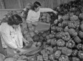 カボチャの出荷　ていねいに包装する農家の女性＝八代地方