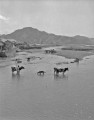川で牛洗い＝芦北地方