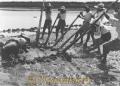 シャク掘り＝八代市。球磨川河口の干潟では５、６人の男たちがシャクコネ棒を