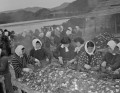 九州真珠養殖有限会社の作業場で玉採り＝牛深市二浦