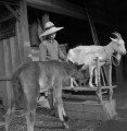 山羊の乳を飲む子馬＝菊池郡大津地方