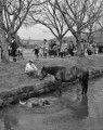 水ぬるむ八景水谷　馬、犬も水遊び＝熊本市清水町