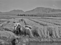 麦刈り＝阿蘇地方