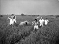夕立　田んぼを駆ける子どもたち＝熊本市郊外