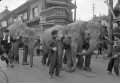 街中を散歩するサーカスの象＝熊本市内