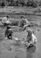 セリ摘み＝熊本市の八景水谷公園