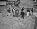 麦の脱穀を手伝う子どもたち＝球磨郡多良木地方