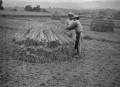 稲の刈り入れ＝球磨地方