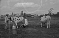 牛の乳搾り＝阿蘇郡阿蘇町