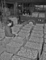 ミカンの出荷＝飽託郡河内芳野村