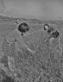 ネコヤナギを摘む子どもたち＝人吉市の中河原
